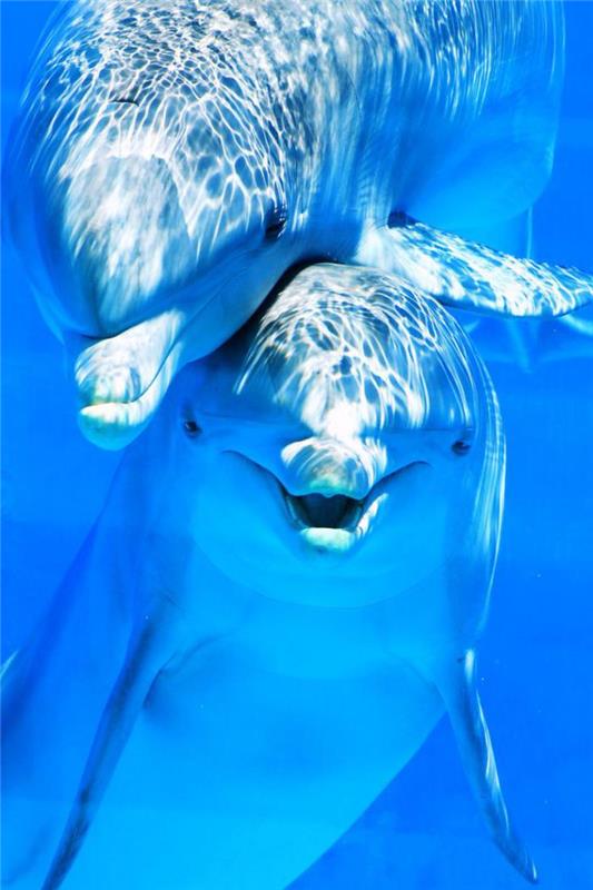 jūros dugnas-du žaidžiantys delfinai
