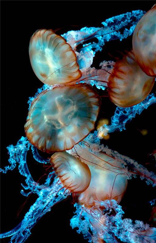 jūros dugno-pasaulio povandeninio pasaulio medūzų gyventojai grupėje
