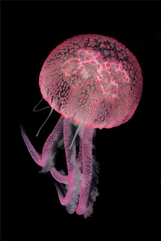 jūros fonas-jūrų gyvybė-medūzos-visos rožinės spalvos
