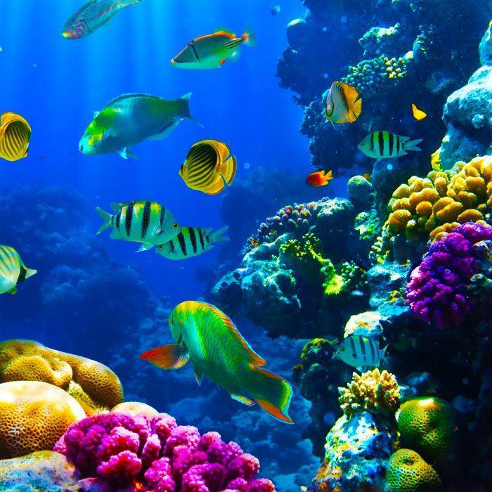 jūros fonas-jūrinis pasaulis-šventinės-gamtos spalvos
