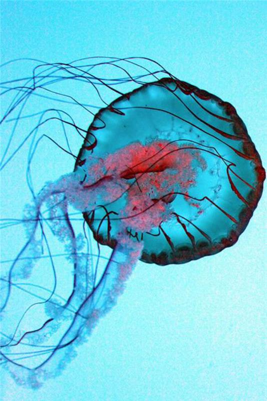 jūros dugnas-jūrinis pasaulis-mėlynosios medūzos