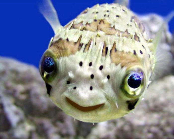 jūros dugnas-žuvys, kurios šypsosi-būtybės-po šauniais jūreiviais