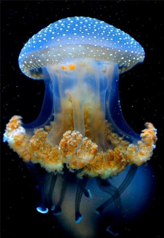jūros dugnas-medūzos-nuostabus-nufotografuotas
