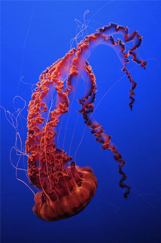 jūros dugnas-medūzos-nuostabus-raudonas-gyvenimas jūroje