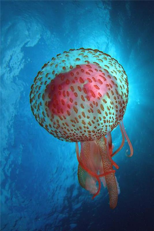 jūros dugnas-didinga-medūzų spalva-rožinė