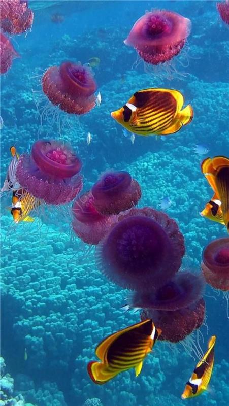 jūros dugnas-medūzos-žuvys ir mėlyni koralai