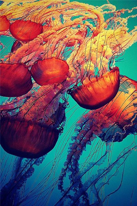 jūros dugnas-raudona-medūza-nuostabi-jūrinė rūšis