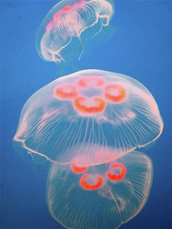 jūros dugno nuotraukos-medūzos