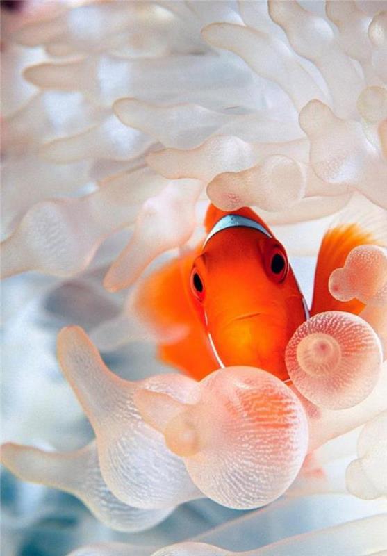 jūros dugnas-klounas-žuvis balionuose-koralai