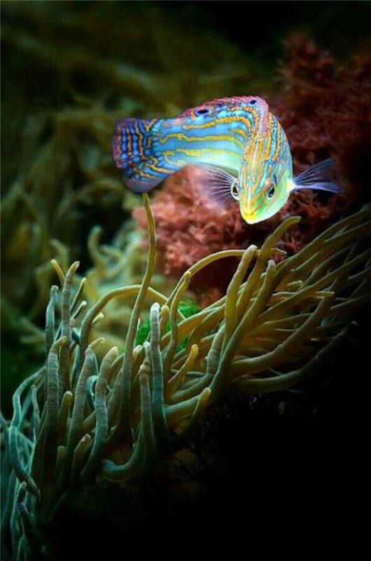 jūros dugno žuvys-gražios spalvos