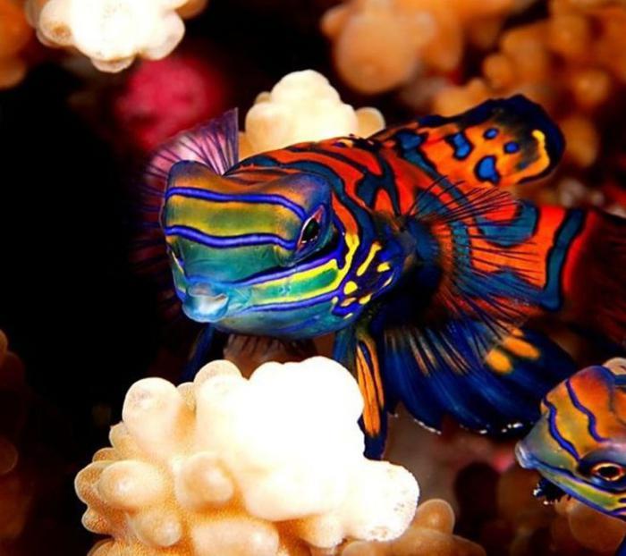 jūros dugno-mandarinų-žuvų šventės spalvos