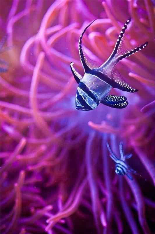 jūros dugnas-zebras-žuvis ir rožiniai anemonai