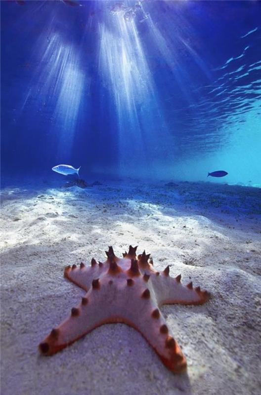 jūros dugnas-rožinė jūrų žvaigždė, kurią palietė saulės spinduliai