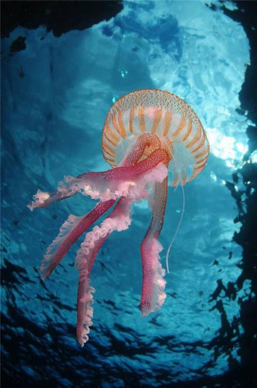 jūros dugnas-medūza-princesė-rožinė