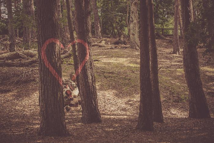 Disegno colorato di una Foresta, Foresta con alberi, fotoğraf duvar kağıdı tablet