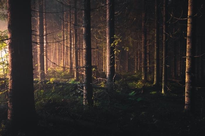 aušros nuotrauka miške, gražūs tamsūs tapetai, kuriuose pavaizduota gamta žalios žolės miške