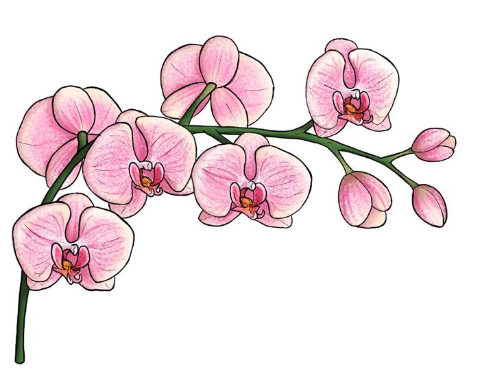Veja orhideje, črno -bela risba cvetov, enostavna za razmnoževanje po korakih