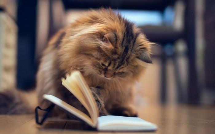 harika-küçük-yavru kedi-çok-sevimli-foto-de-kitten-a-la-ders