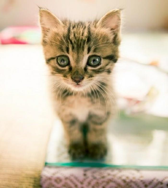 harika-küçük-yavru kedi-çok-sevimli-foto-de-kitten-mignon