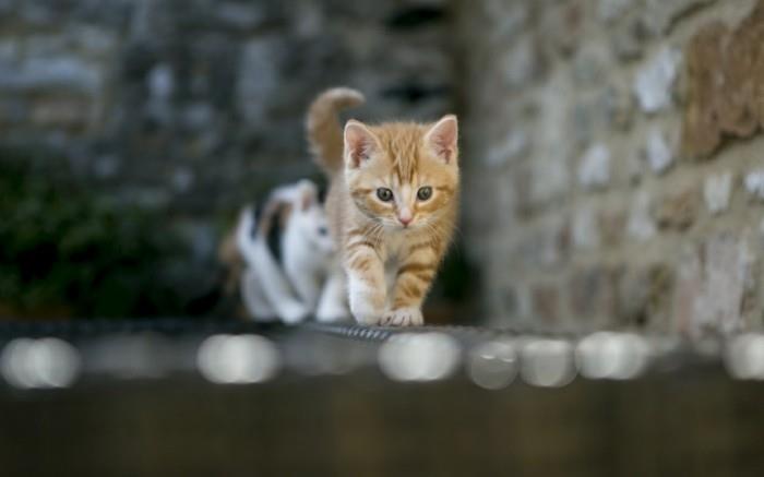 harika-artı-sevimli-fotoğraf-sevimli-yavru kedi-resim-sevimli-yavru kedi