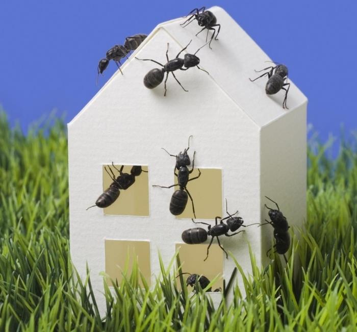 mravlje v hiši metode odganjanja mravelj v zaprtih prostorih