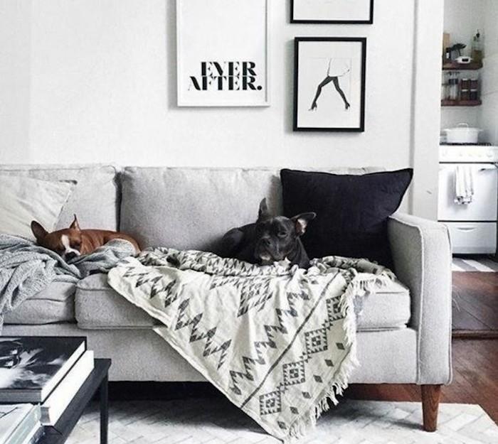 įrėmintas kabantis menas, šviesiai pilkos sienos, du šunys, sėdintys ant pilkos sofos, baltas kilimas, medinės grindys