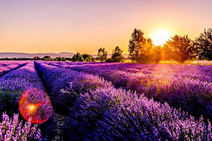 Levandos Provanse, Prancūzijoje, gražiausia pasaulio šalis, Prancūzijos kraštovaizdis, gražiausia šalis saulėlydžio metu