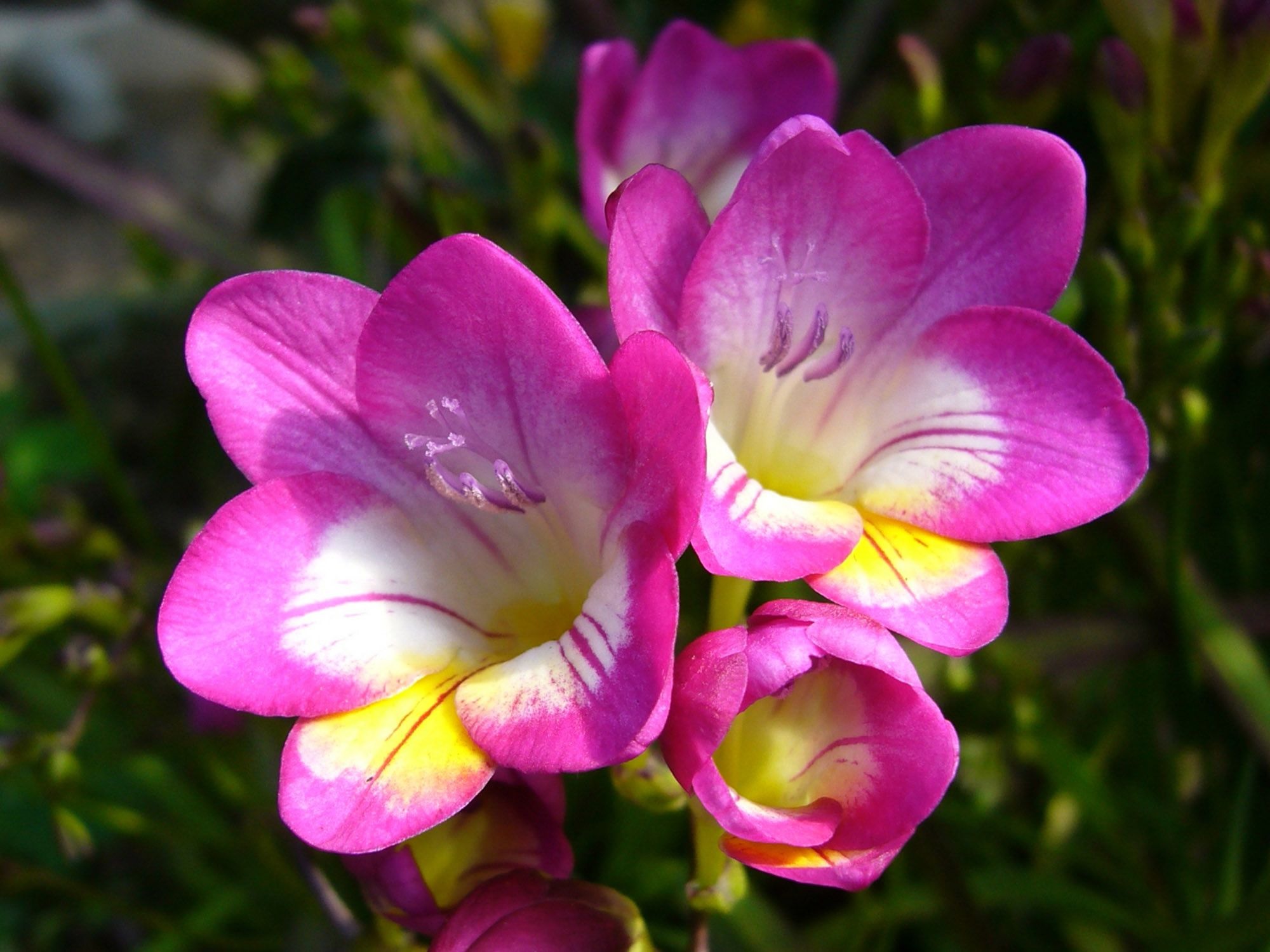 Fiori di fresia in fiore