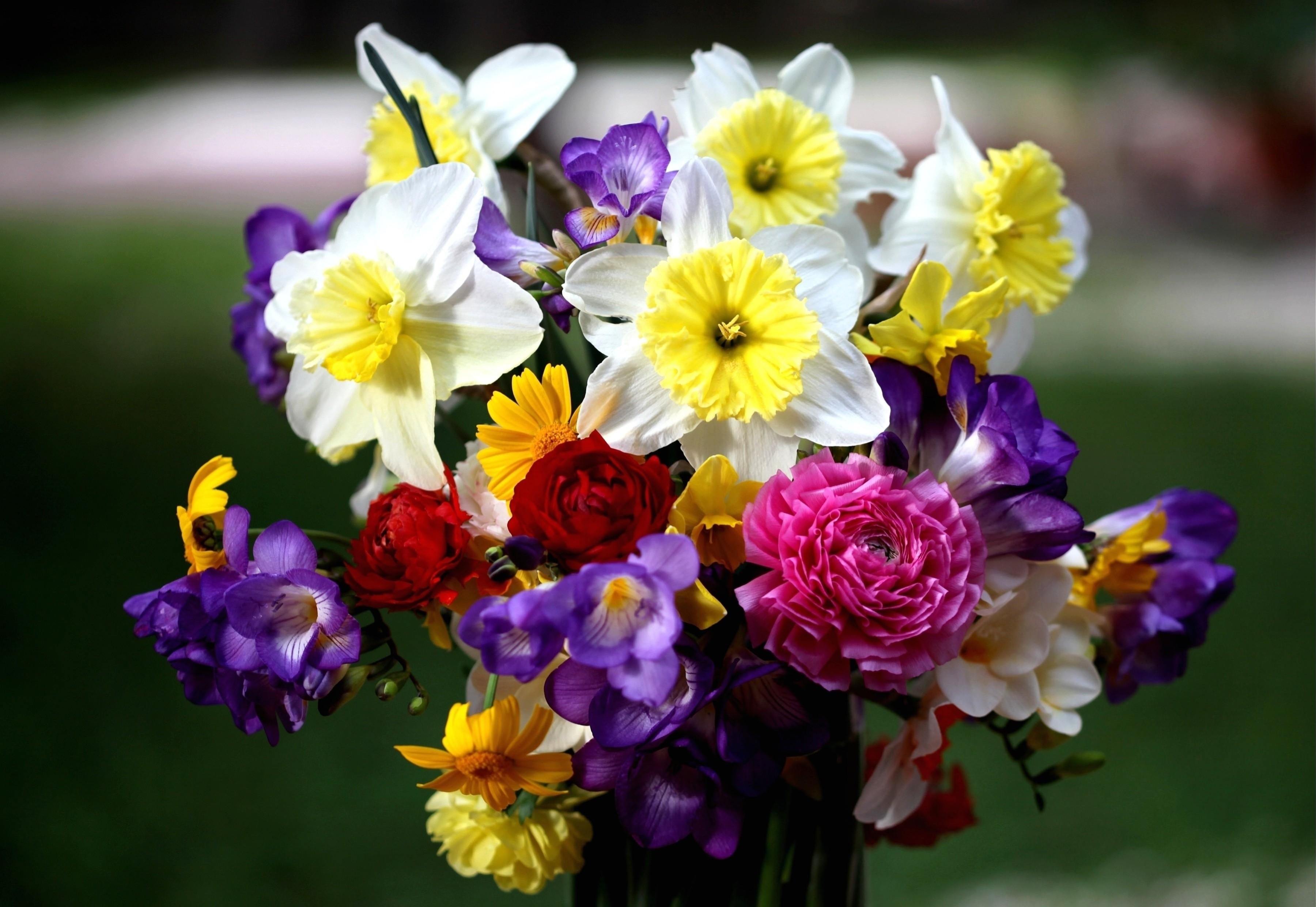 Conjunto floral brillante con fresias
