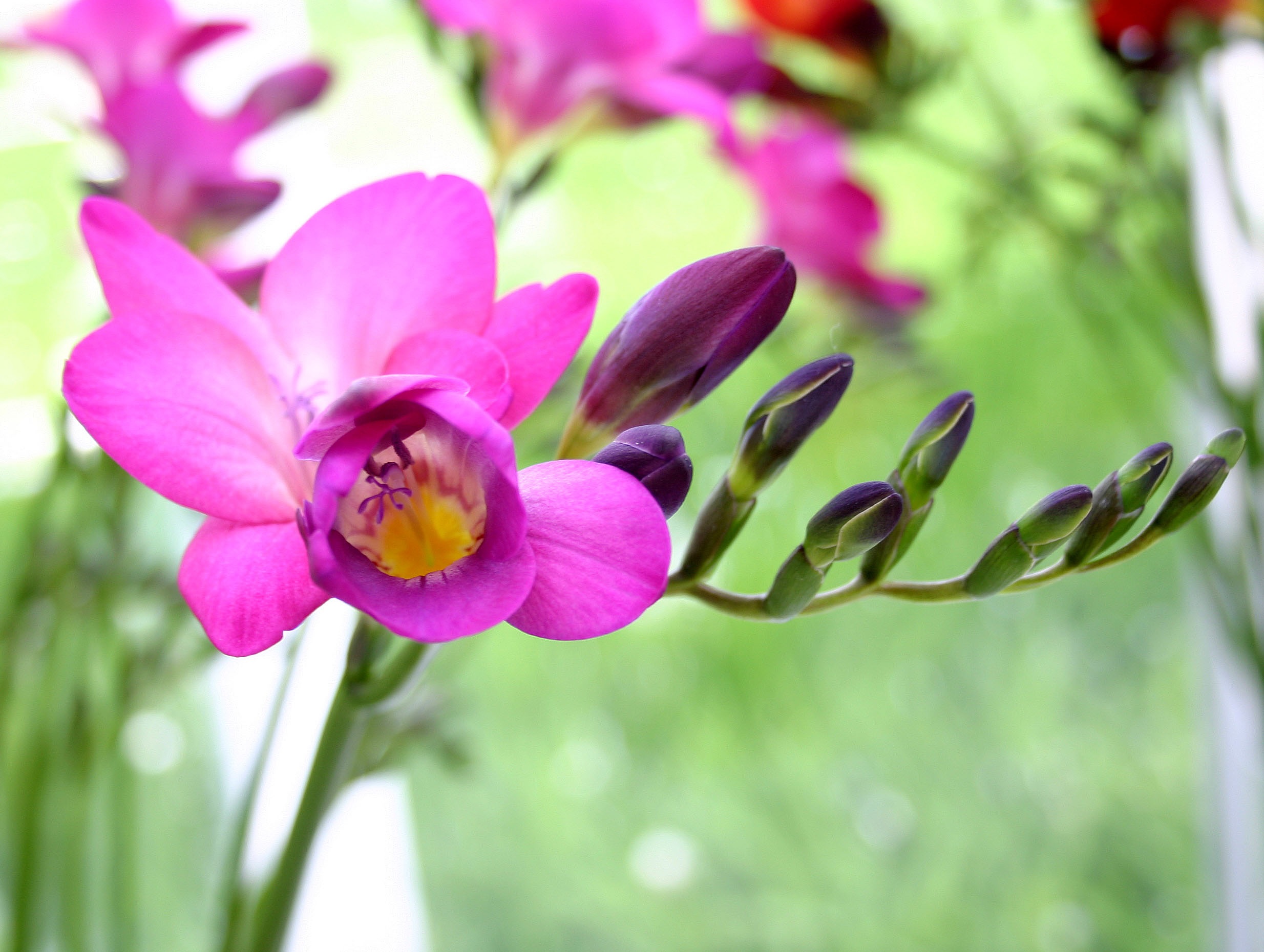 Flor de fresia rosa fuerte