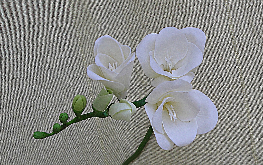 Ramita de flores de fresia blanca