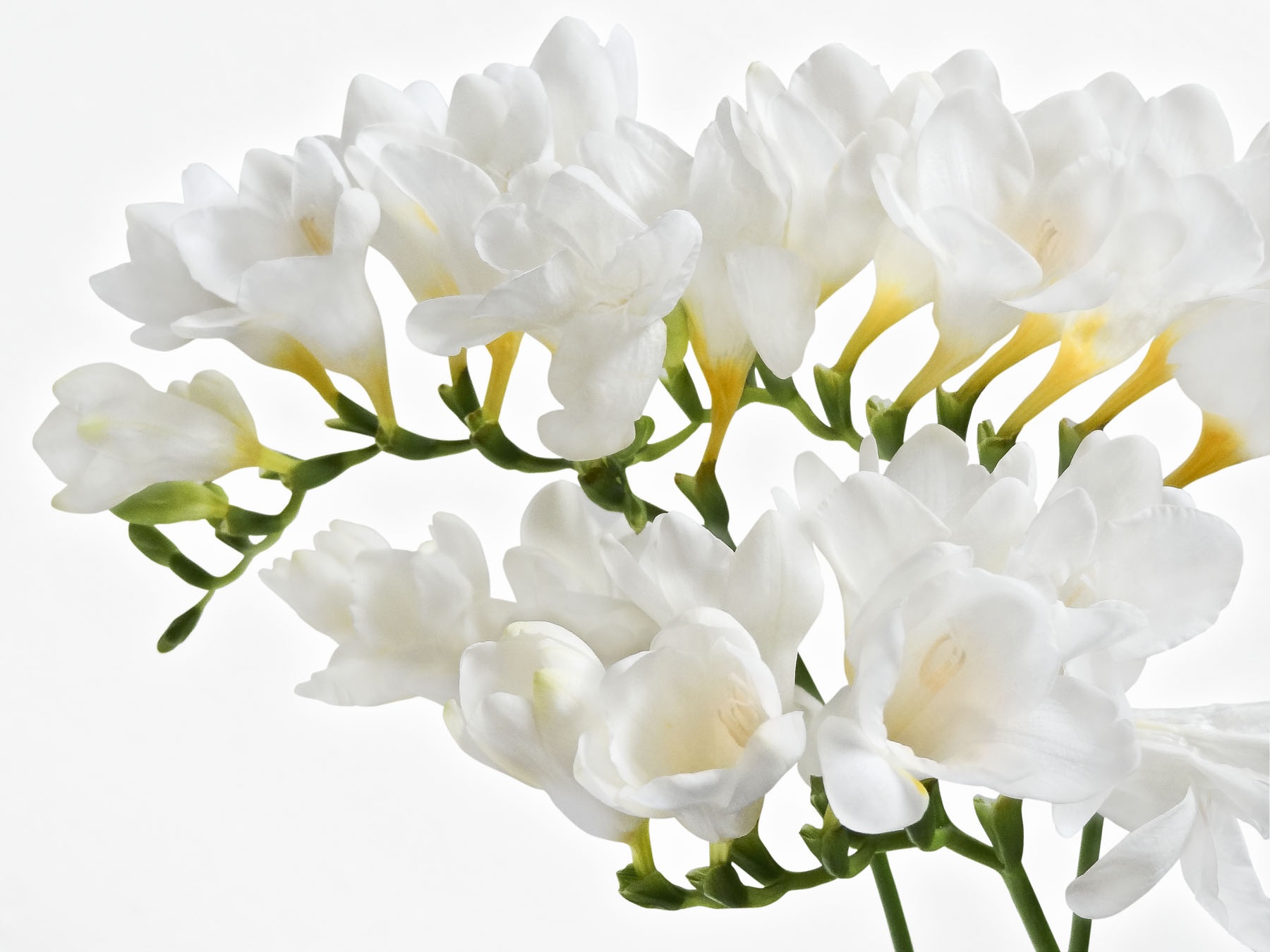 Exuberante floración de fresia blanca