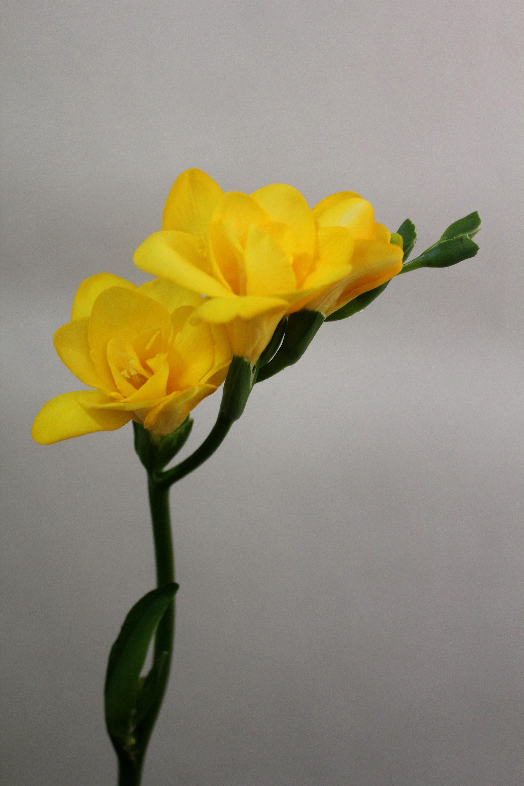 Flores de fresia de color amarillo brillante