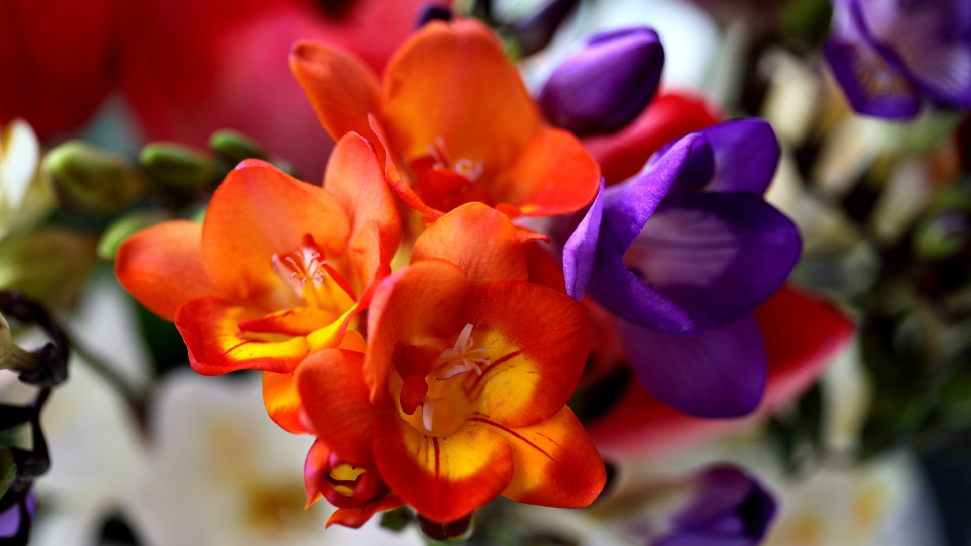 Fresias lilas y naranjas