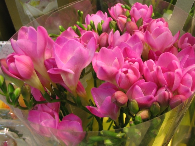 Bouquet di fresie rosa