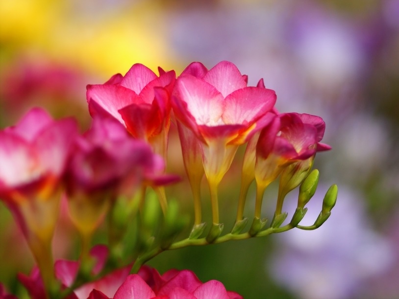 Ramita de fresia con flores