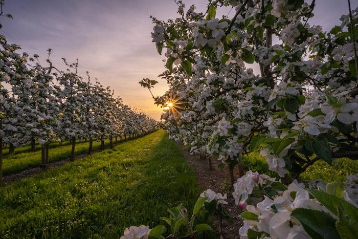 Sončni zahod na vrtu s sadnim drevjem, fotografija spomladanske narave, spomladanska pokrajina, cvetoča fotografija čudovite narave