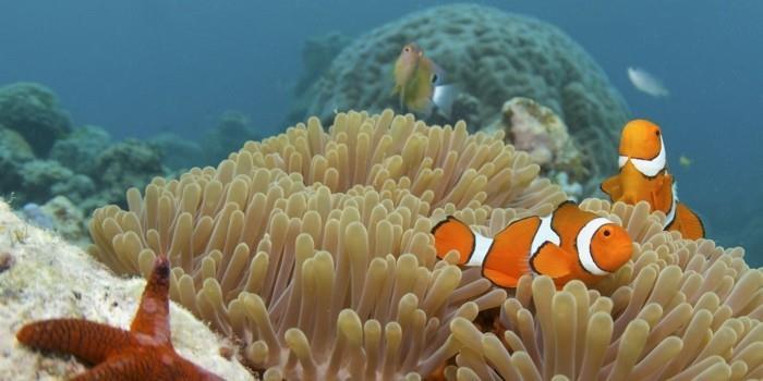 puikus-BARRIER-REEF-ką reikia padaryti, kol tu mirsi