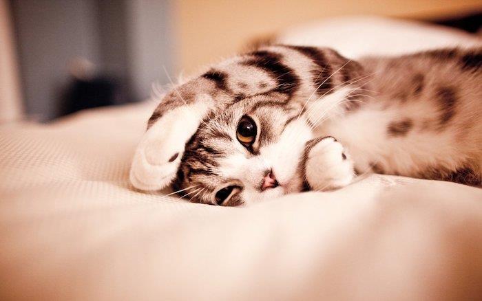 yatakta yatan kedi, gri ve beyaz, iphone 6 duvar kağıdı tumblr, beyaz çarşaf