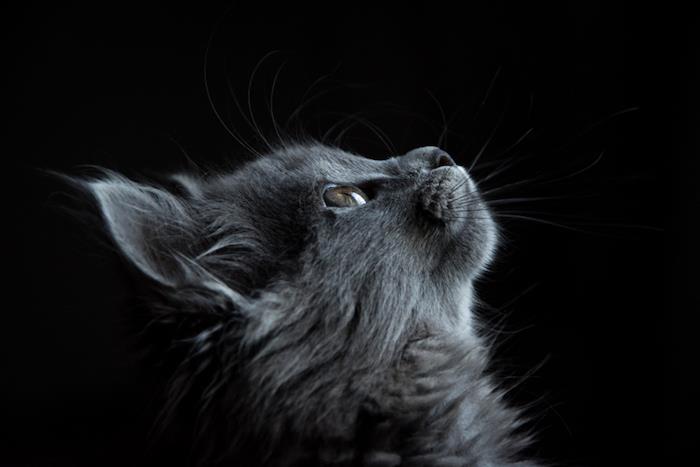 siyah arka plan, gri kedi, yukarı bakıyor, iphone 6 duvar kağıdı tumblr