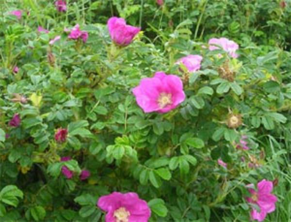 çit-sonbahar-rosa-rugosa-çalı