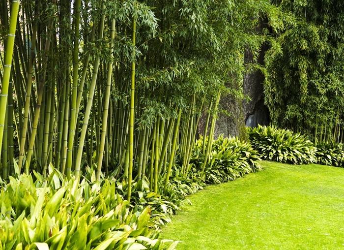bambus vrtna ograja za živo mejo zunanje oblikovanje vrtnarjenje trata zelene rastline grmičevje vetrič pogled rastlinski nasveti rastline