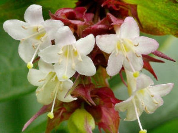 çit-yaz-leycesteria-formosa-çiçekler