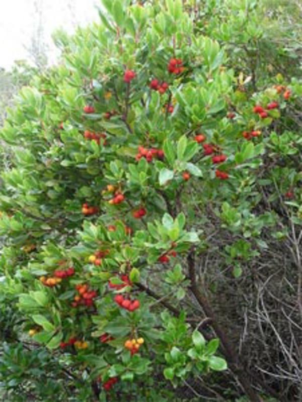 çit çiçekli-tüm yıl-arbutus-2