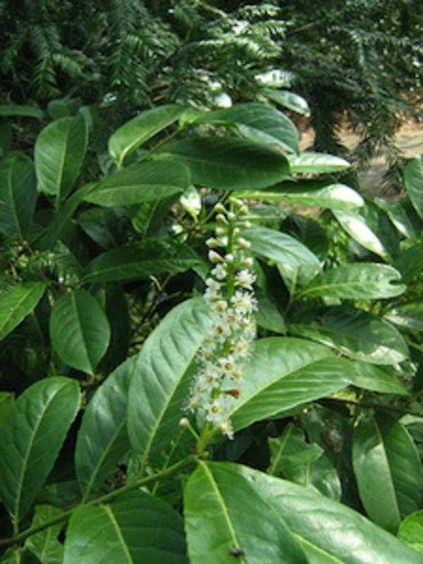 Laurierkers (Prunus laurocerasus Kiraz defnesi