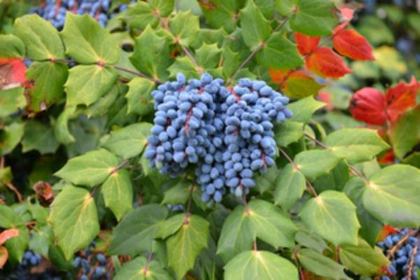 kış-çit-mahonia-meyveleri