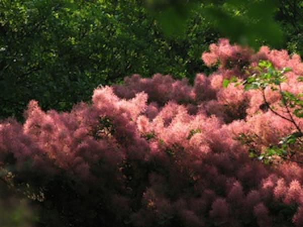 çit-ilkbahar-sonbahar-cotinus-coggyria