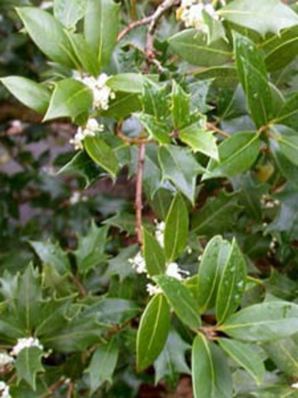 bahar-osmanthus-çit