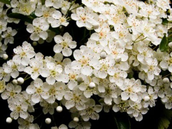 bahar-çit-pyracantha-çiçekler