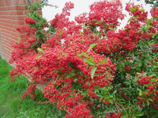 bahar-çit-pyracantha